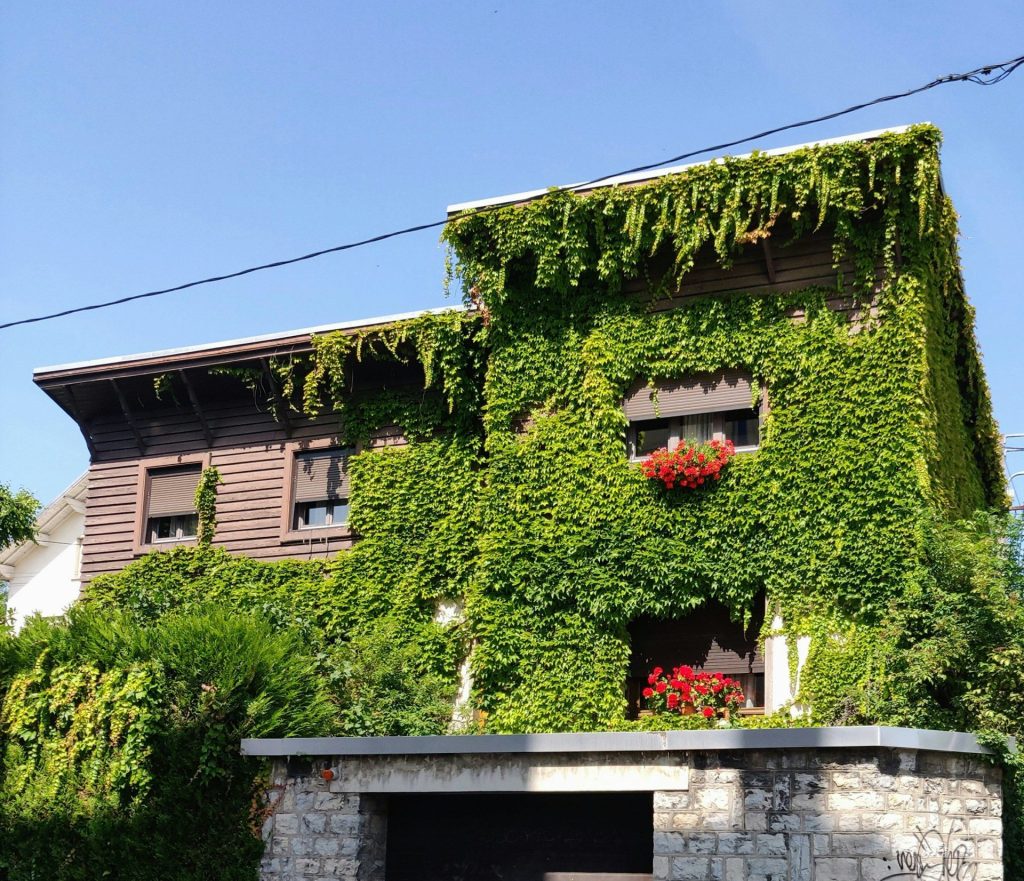 rote Blumen an grüner Wand